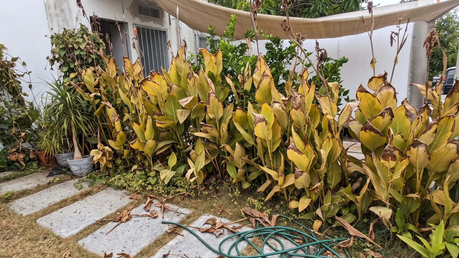 Simulación con IA: jardín descuidado con cannas amarillas y secas, pasto quemado y manguera en el paso