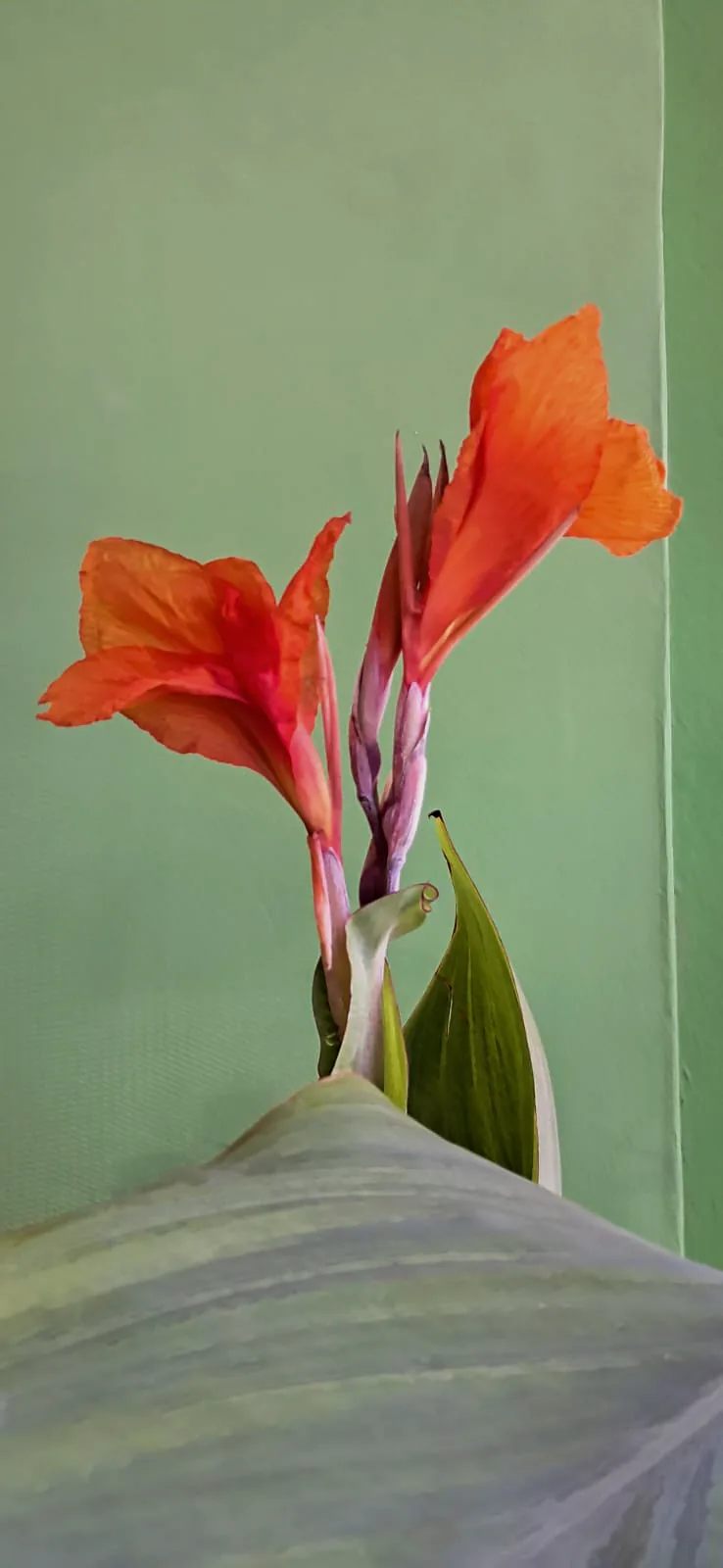 Flor de canna naranja sobre muro verde